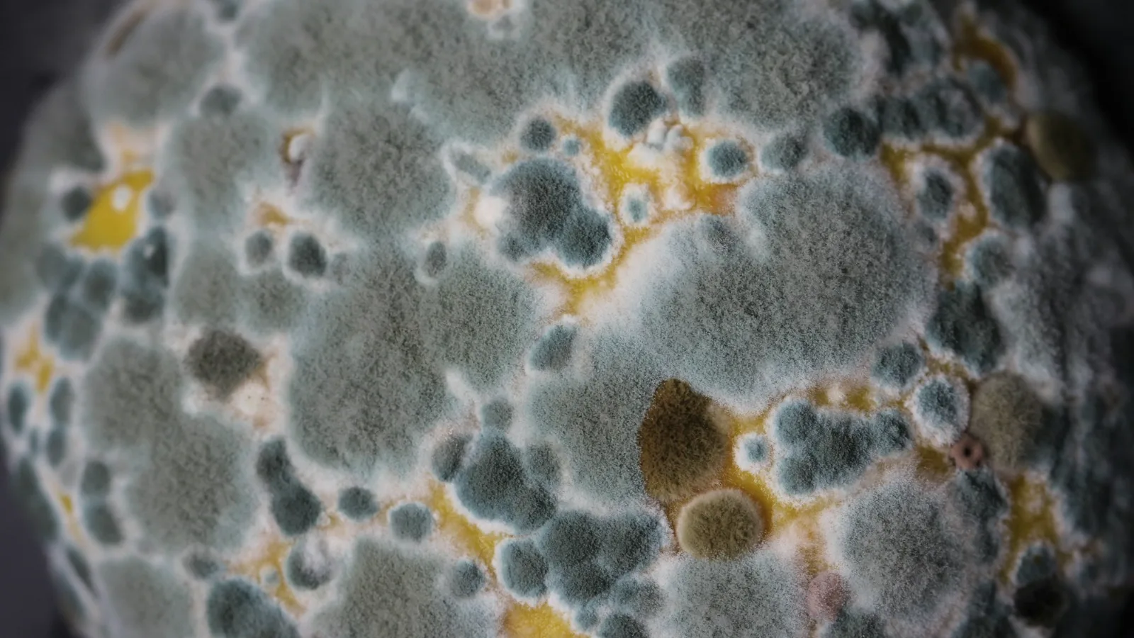 How long does it take for mold to grow on a damp surface, shown in a close-up of spreading mold colonies